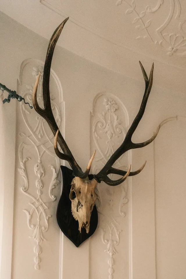 Antlers mounted on a pale interior wall.