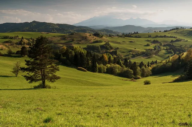 Spring meadows and trees with mountains in the distance.