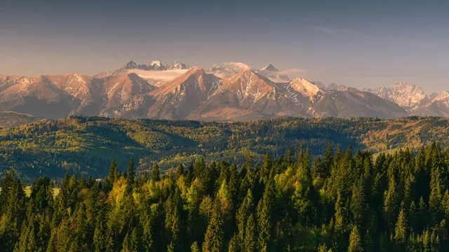 Mountains in warm light above a conifer forest.