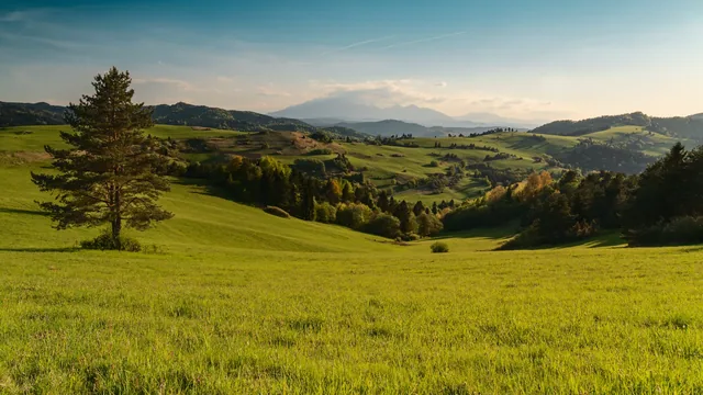Tree in a green meadow with a mountain range beyond.