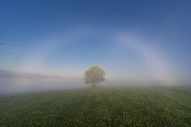 Lone tree in mist above a green field.