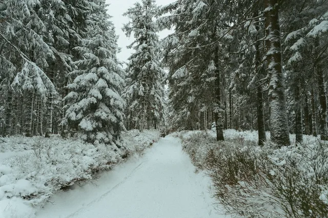 Narrow path through a snow-covered forest.