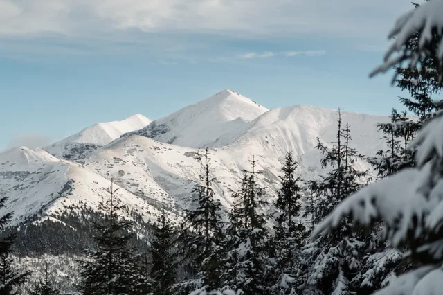 White slopes above dark conifer trees.