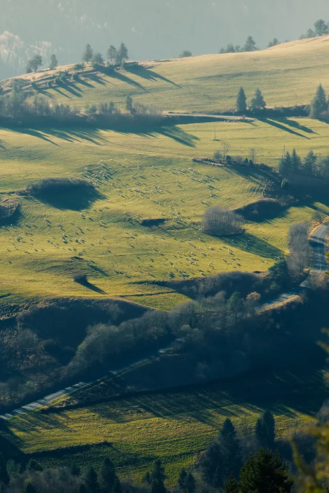 Fields and trees on a hillside in side light.