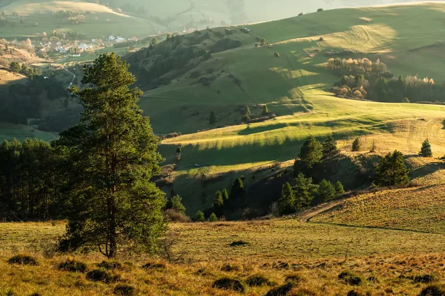 Lone tree and buildings among sunlit fields.