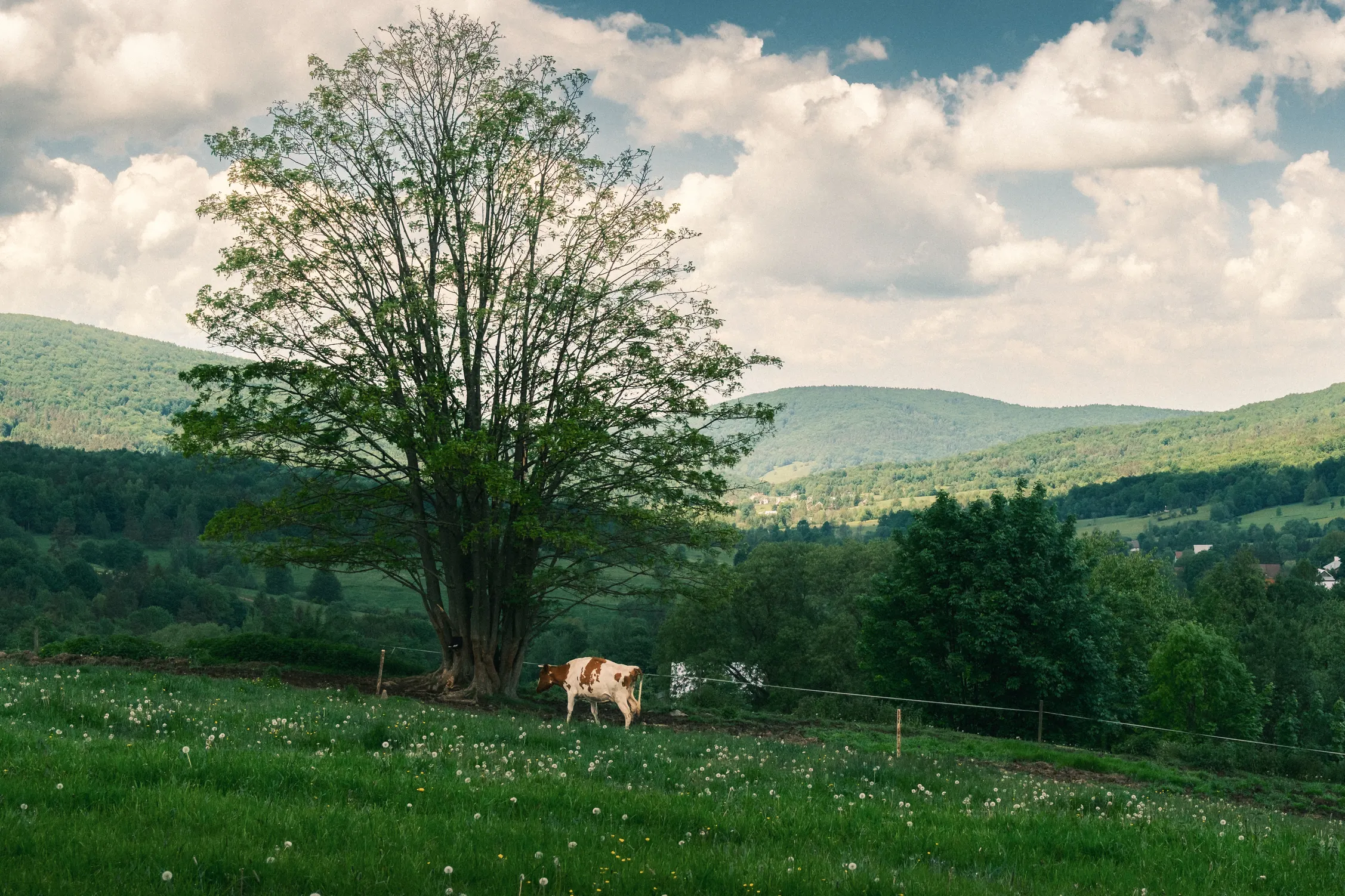 Beskid Niski — photo 6