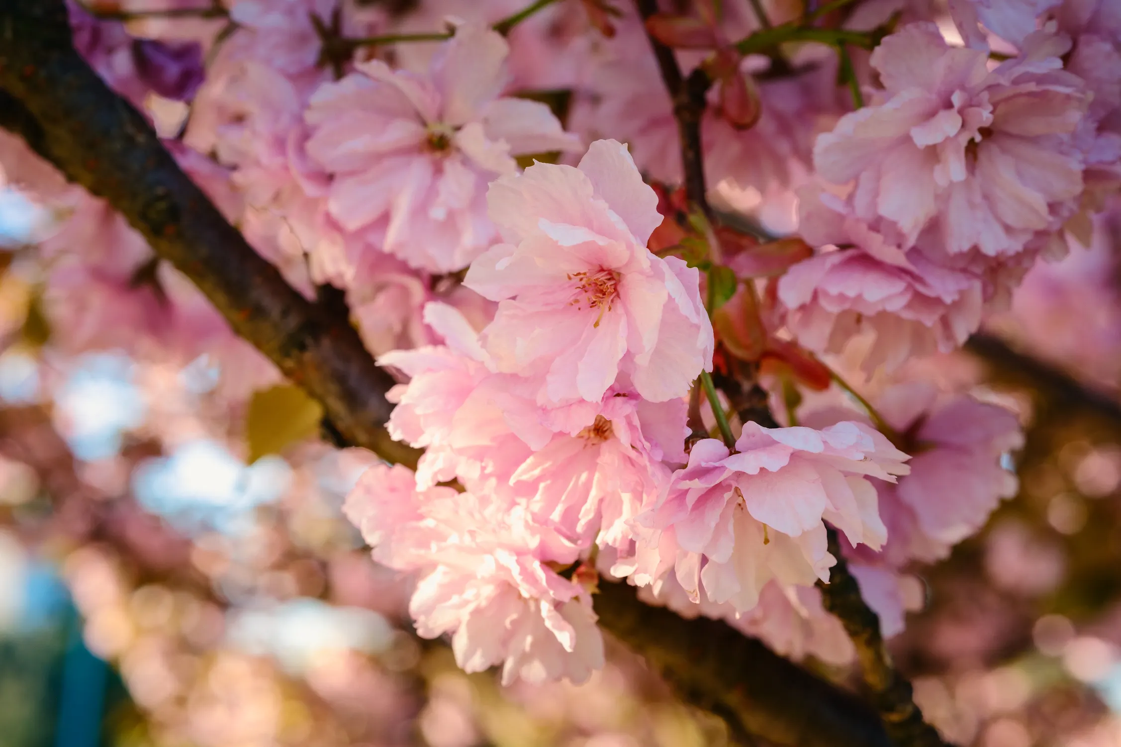 Cherry Blossom — zdjęcie 75